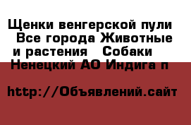 Щенки венгерской пули - Все города Животные и растения » Собаки   . Ненецкий АО,Индига п.